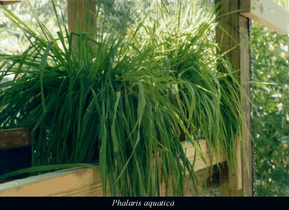 Phalaris aquatic2.jpg