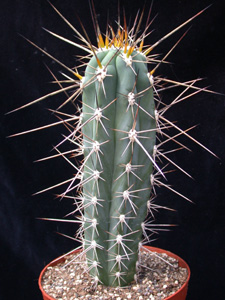 Stetsonia coryne 02.jpg