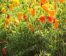 Eschscholzia.jpg