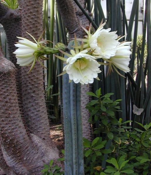 קובץ:Trichocereus pachanoi 1.jpg