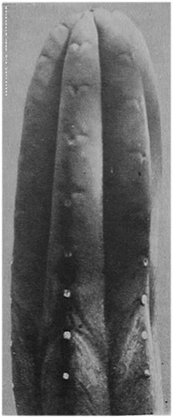 קובץ:Backeberg 1959 pachanoi Abb1074.jpg